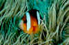 Clark's anemonefish.jpg (200392 bytes)