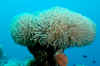 Coral anemone.jpg (165136 bytes)