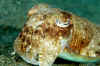 Cuttlefish (1).jpg (238930 bytes)