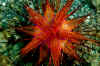 Fire Urchin (from the top).jpg (230957 bytes)