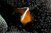 Orange Anemonefish.jpg (110331 bytes)