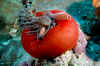 Pink Anemonefish & Anemone.jpg (186204 bytes)