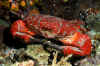 Red Reef Crab.jpg (260154 bytes)
