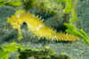 Seahorse (yellow - 3).jpg (165734 bytes)